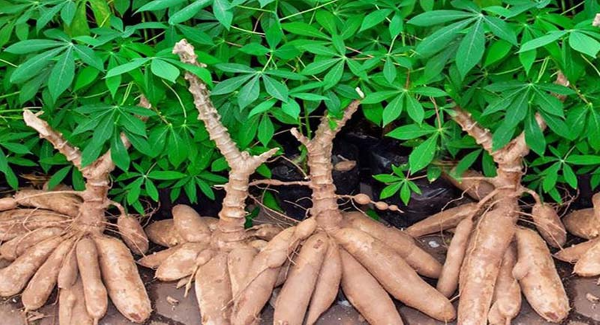 Nằm mơ thấy củ khoai nhất định phải cẩn thận vì lý do này